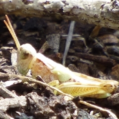 Phaulacridium vittatum (Wingless Grasshopper) at Queens Domain, TAS - 23 Dec 2024 by VanessaC