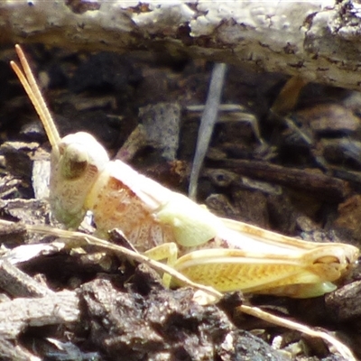 Phaulacridium vittatum (Wingless Grasshopper) at Queens Domain, TAS - 23 Dec 2024 by VanessaC