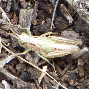 Phaulacridium vittatum at Queens Domain, TAS - 23 Dec 2024 03:40 PM