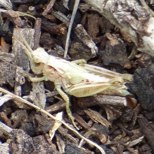 Phaulacridium vittatum at Queens Domain, TAS - 23 Dec 2024 03:40 PM