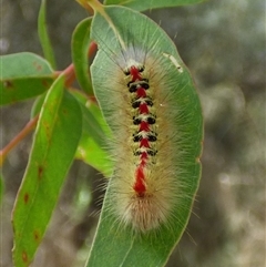 Trichiocercus sparshalli at Queens Domain, TAS - 23 Dec 2024 by VanessaC