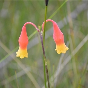 Blandfordia nobilis (Christmas Bells) at Robertson, NSW by plants