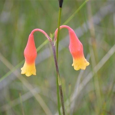 Blandfordia nobilis (Christmas Bells) at Robertson, NSW - 22 Dec 2024 by plants