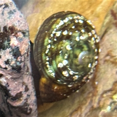 Lunella undulata (Green Turban Shell/Warrener) at Guerilla Bay, NSW - 22 Dec 2024 by Hejor1