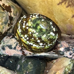 Lunella undulata at Guerilla Bay, NSW - 22 Dec 2024