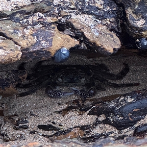 Leptograpsus variegatus (Purple Rock Crab) at Guerilla Bay, NSW by Hejor1