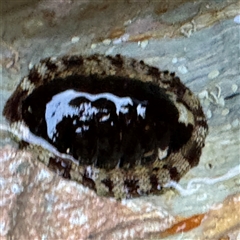 Sypharochiton pelliserpentis (Snakeskin Chiton) at Guerilla Bay, NSW - 22 Dec 2024 by Hejor1