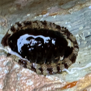 Sypharochiton pelliserpentis (Snakeskin Chiton) at Guerilla Bay, NSW by Hejor1