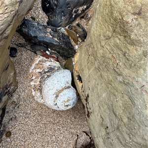 Lunella undulata (Green Turban Shell/Warrener) at Guerilla Bay, NSW by Hejor1