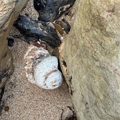 Lunella undulata (Green Turban Shell/Warrener) at Guerilla Bay, NSW - 22 Dec 2024 by Hejor1