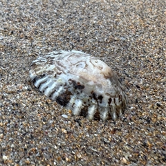 Cellana tramoserica (Commom Limpet) at Guerilla Bay, NSW - 22 Dec 2024 by Hejor1