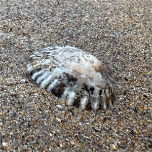 Cellana tramoserica at Guerilla Bay, NSW - 22 Dec 2024