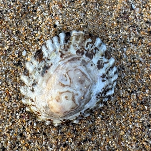 Cellana tramoserica at Guerilla Bay, NSW - 22 Dec 2024