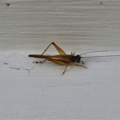 Trigonidiidae (family) (Swordtail cricket) at Glen Innes, NSW - 23 Dec 2024 by trevorpreston