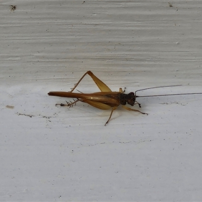 Trigonidiidae (family) (Swordtail cricket) at Glen Innes, NSW - 23 Dec 2024 by trevorpreston