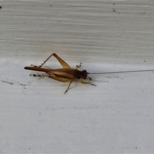 Trigonidiidae (family) at Glen Innes, NSW - 23 Dec 2024 05:07 PM