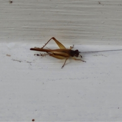 Trigonidiidae (family) at Glen Innes, NSW - 23 Dec 2024 05:07 PM