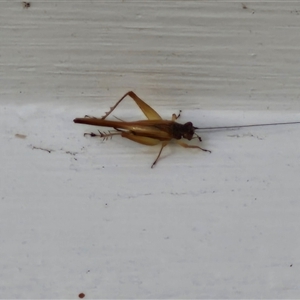 Trigonidiidae (family) at Glen Innes, NSW - 23 Dec 2024 05:07 PM