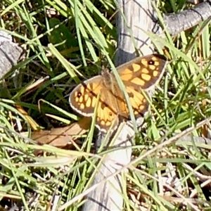 Geitoneura klugii (Marbled Xenica) at Yass River, NSW by SenexRugosus