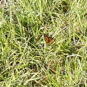 Geitoneura klugii at Yass River, NSW - 23 Dec 2024