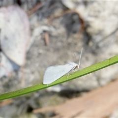 Tipanaea patulella (A Crambid moth) at Yass River, NSW - 22 Dec 2024 by SenexRugosus