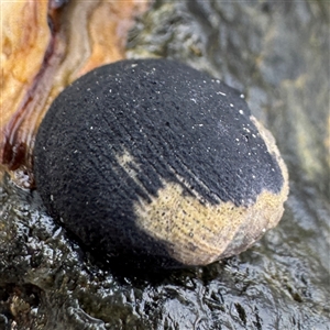 Nerita melanotragus at Guerilla Bay, NSW by Hejor1