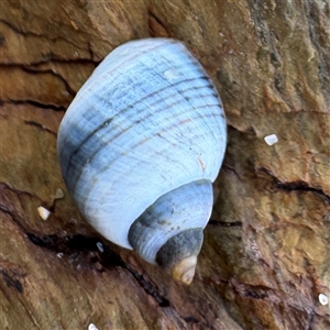 Austrolittorina unifasciata (Blue Australwink) at Guerilla Bay, NSW by Hejor1