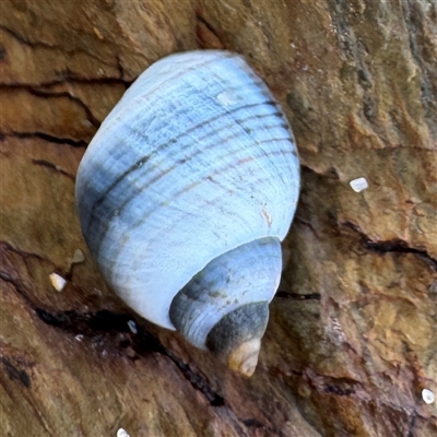 Austrolittorina unifasciata (Blue Australwink) at Guerilla Bay, NSW - 22 Dec 2024 by Hejor1