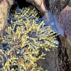 Hormosira banksii at Guerilla Bay, NSW - 22 Dec 2024 by Hejor1