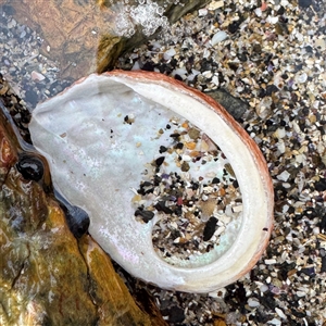 Haliotis rubra rubra (Blacklip Abalone) at Guerilla Bay, NSW by Hejor1