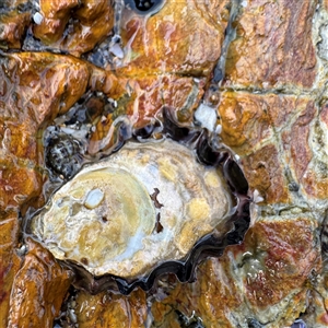 Saccostrea glomerata (Sydney Rock Oyster) at Guerilla Bay, NSW by Hejor1