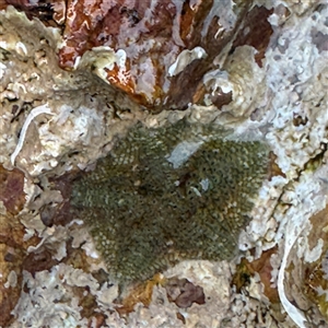 Parvulastra exigua (Rock pool seastar) at Guerilla Bay, NSW by Hejor1