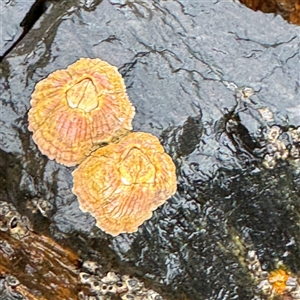 Tesseropora rosea at Guerilla Bay, NSW by Hejor1