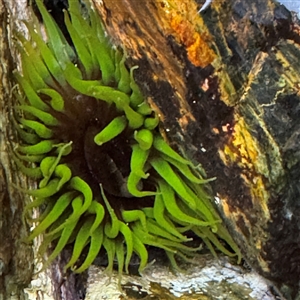 Aulactinia veratra (Anemone) at Guerilla Bay, NSW by Hejor1