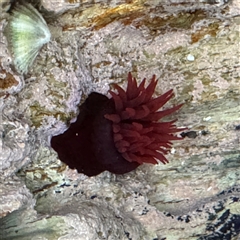 Actinia tenebrosa (Red Waratah Anemone) at Guerilla Bay, NSW - 22 Dec 2024 by Hejor1