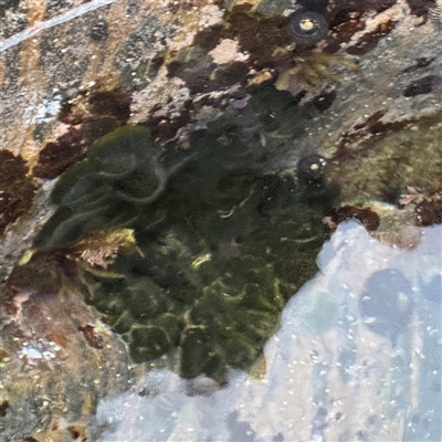 Codium spongiosum at Guerilla Bay, NSW - 22 Dec 2024 by Hejor1