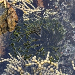 Codium fragile at Guerilla Bay, NSW - 22 Dec 2024 by Hejor1