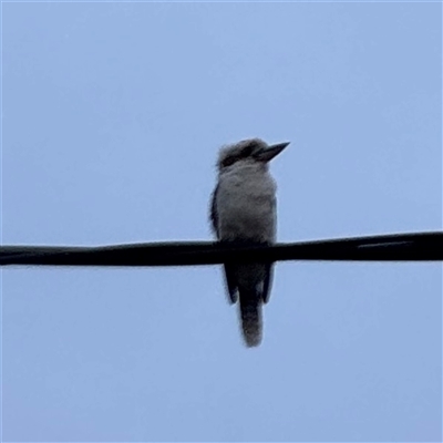 Dacelo novaeguineae (Laughing Kookaburra) at Guerilla Bay, NSW - 22 Dec 2024 by Hejor1