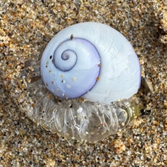 Janthina janthina (Violet Sea Snail) at Guerilla Bay, NSW - 22 Dec 2024 by Hejor1