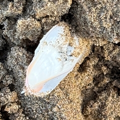 Sepia sp. (genus) at Guerilla Bay, NSW - 22 Dec 2024