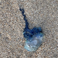 Physalia utriculus at Guerilla Bay, NSW - 22 Dec 2024 by Hejor1