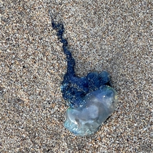 Physalia utriculus at Guerilla Bay, NSW by Hejor1