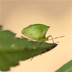 Cuspicona simplex at Surf Beach, NSW - 22 Dec 2024 02:40 PM