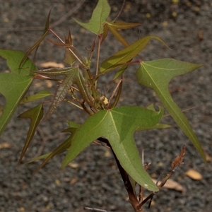 Brachychiton populneus at Bungonia, NSW - 22 Dec 2024 01:25 PM