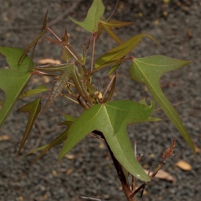 Brachychiton populneus (Kurrajong) at Bungonia, NSW - 22 Dec 2024 by AlisonMilton
