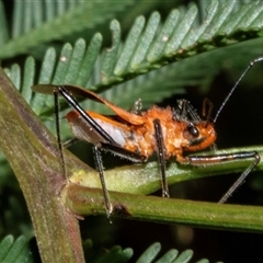 Gminatus australis (Orange assassin bug) at Bungonia, NSW - 22 Dec 2024 by AlisonMilton