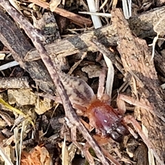 Clubiona sp. (genus) (Unidentified Stout Sac Spider) at Nulkaba, NSW - 23 Dec 2024 by trevorpreston