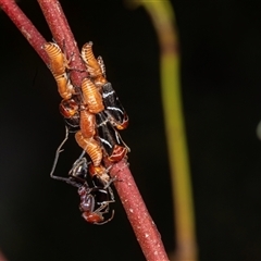 Eurymeloides bicincta (Gumtree hopper) at Bungonia, NSW - 22 Dec 2024 by AlisonMilton