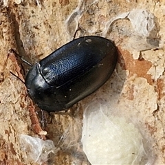 Unidentified Darkling beetle (Tenebrionidae) at Nulkaba, NSW - 22 Dec 2024 by trevorpreston