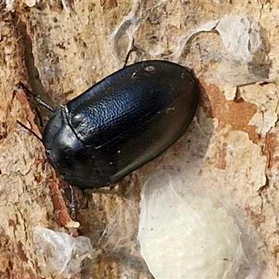 Unidentified Darkling beetle (Tenebrionidae) at Nulkaba, NSW - 23 Dec 2024 by trevorpreston